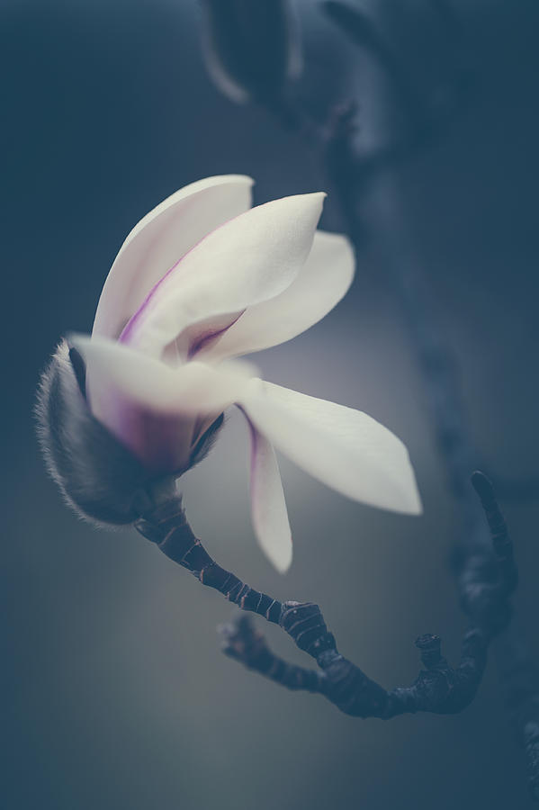 Zen Magnolia Flower Boho Style 1 Photograph by Jenny Rainbow