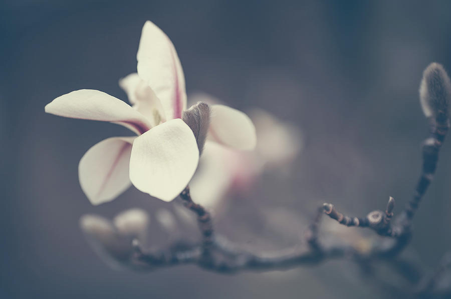 Zen Magnolia Flower Boho Style Photograph by Jenny Rainbow