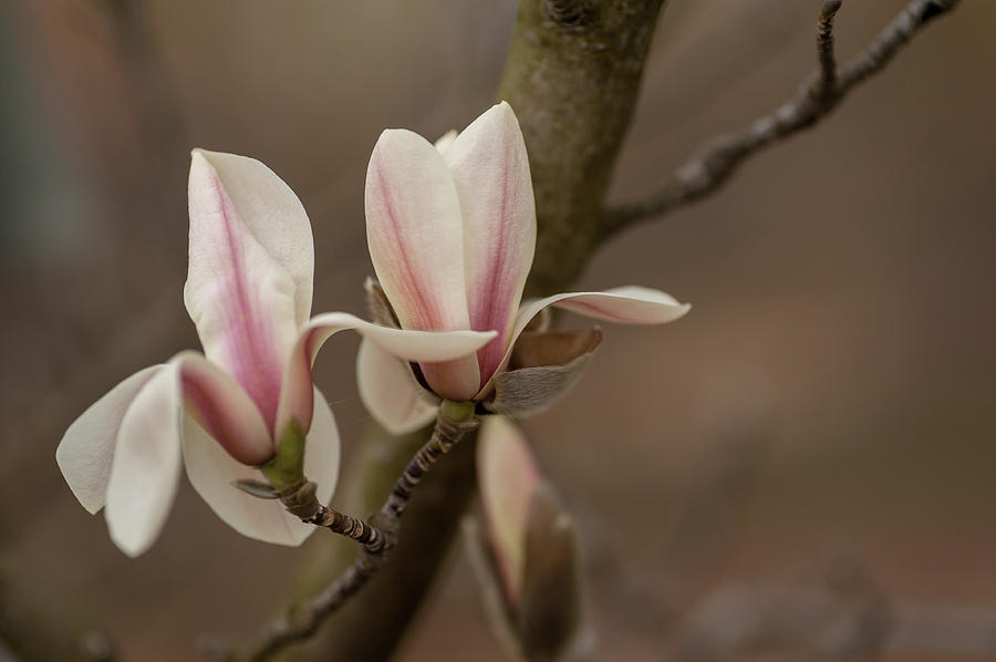 Zen Magnolia Flowers Photograph by Jenny Rainbow