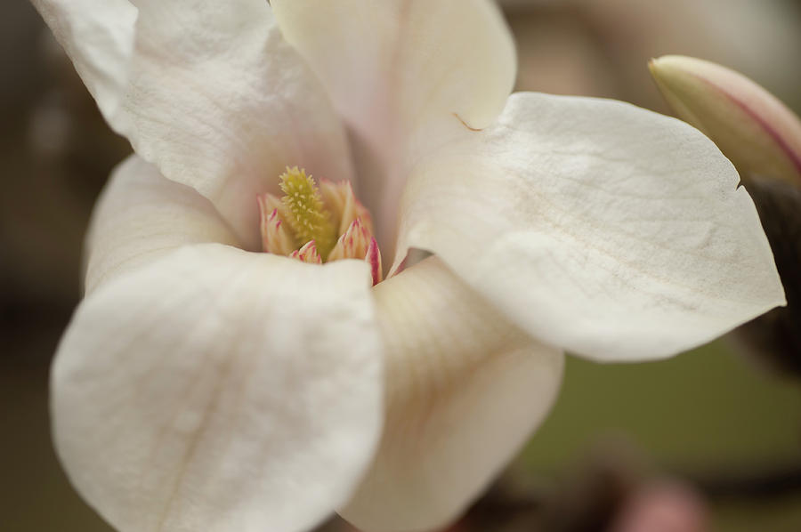 Zen Magnolia Macro Photograph by Jenny Rainbow