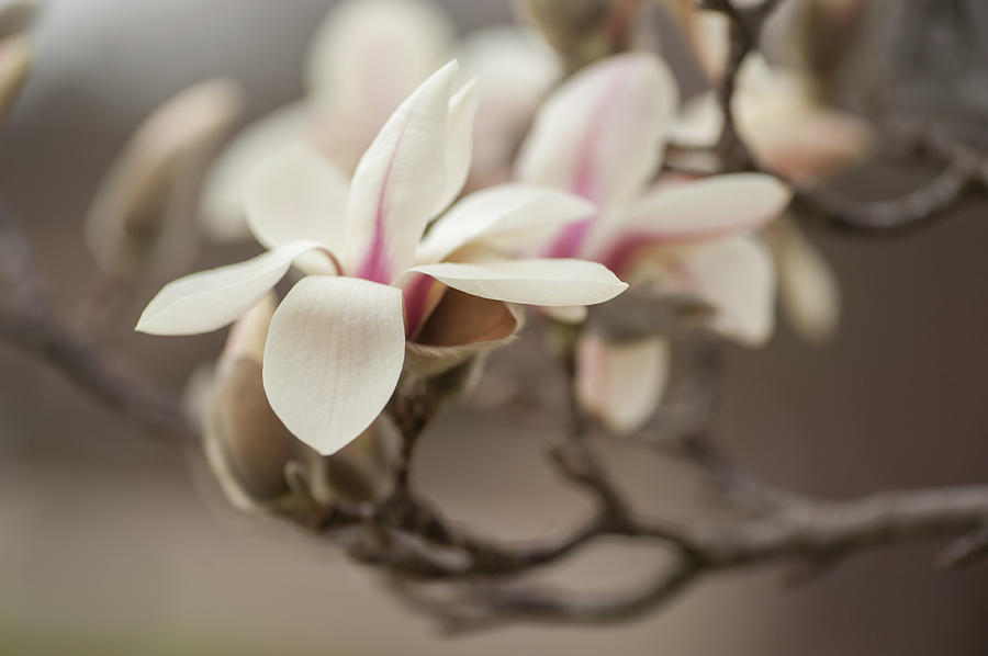 Zen Magnolia Open Flowers Photograph by Jenny Rainbow