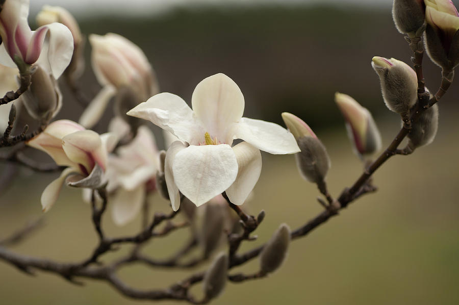 Zen Magnolia Soft Bloom 1 Photograph by Jenny Rainbow