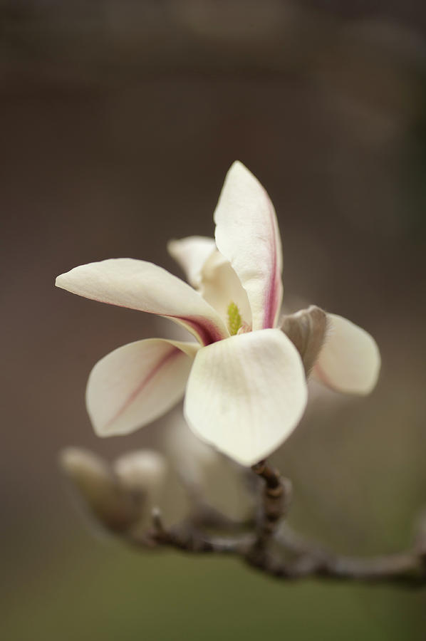 Zen Magnolia Soft Bloom Photograph by Jenny Rainbow