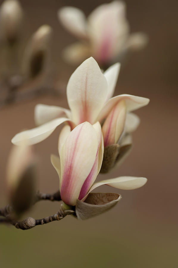 Zen Magnolia Soft Blooms Photograph by Jenny Rainbow
