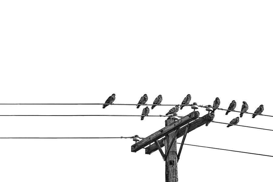 Zen Photograph of Pigeons on a Wire Photograph by Randall Nyhof