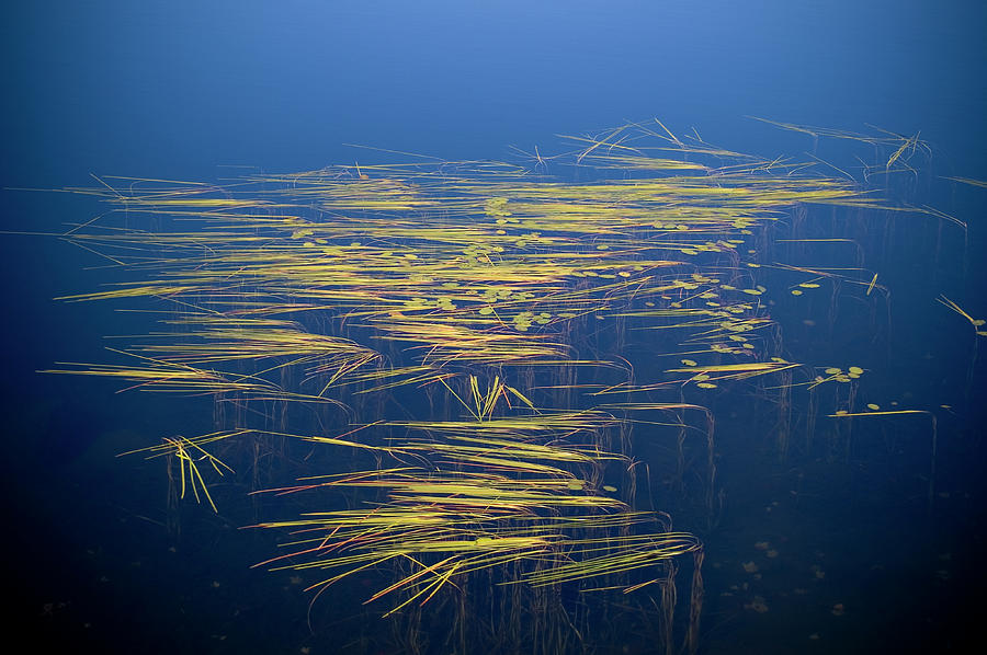Zen Reeds Photograph by Jeffrey PERKINS