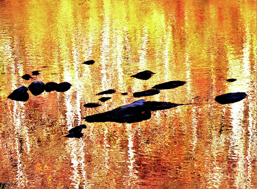 Zen River 300 Photograph by Sharon Williams Eng