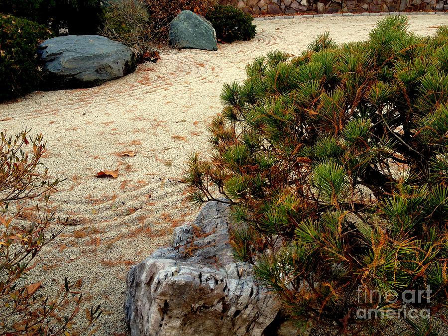 Zen Rock Garden with Bonsai Pine Photograph by Nancy Kane Chapman