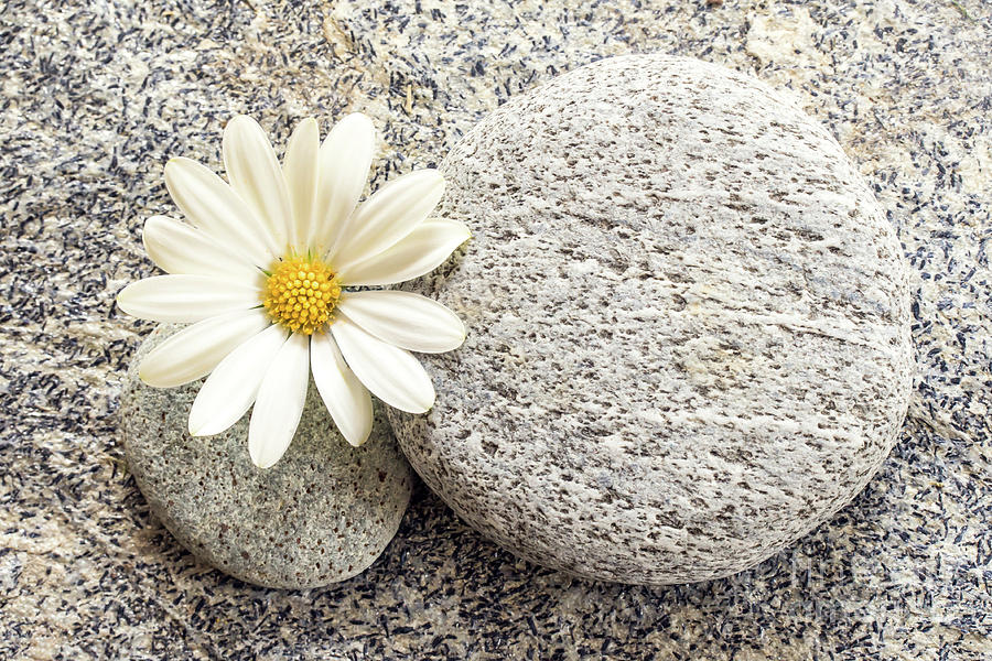 Daisy Photograph - Zen stone and daisy by Delphimages Photo Creations