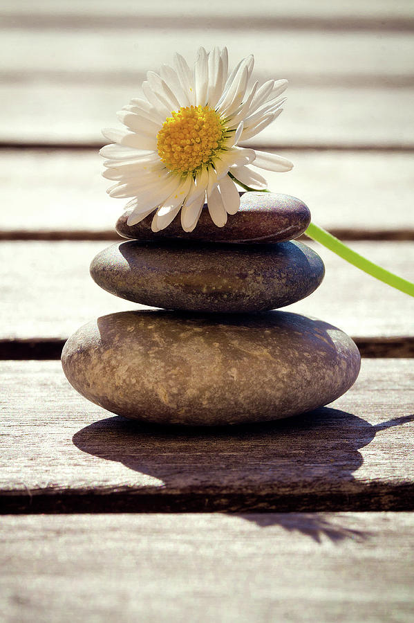 Zen Stones With Daisy Photograph by Lacaosa
