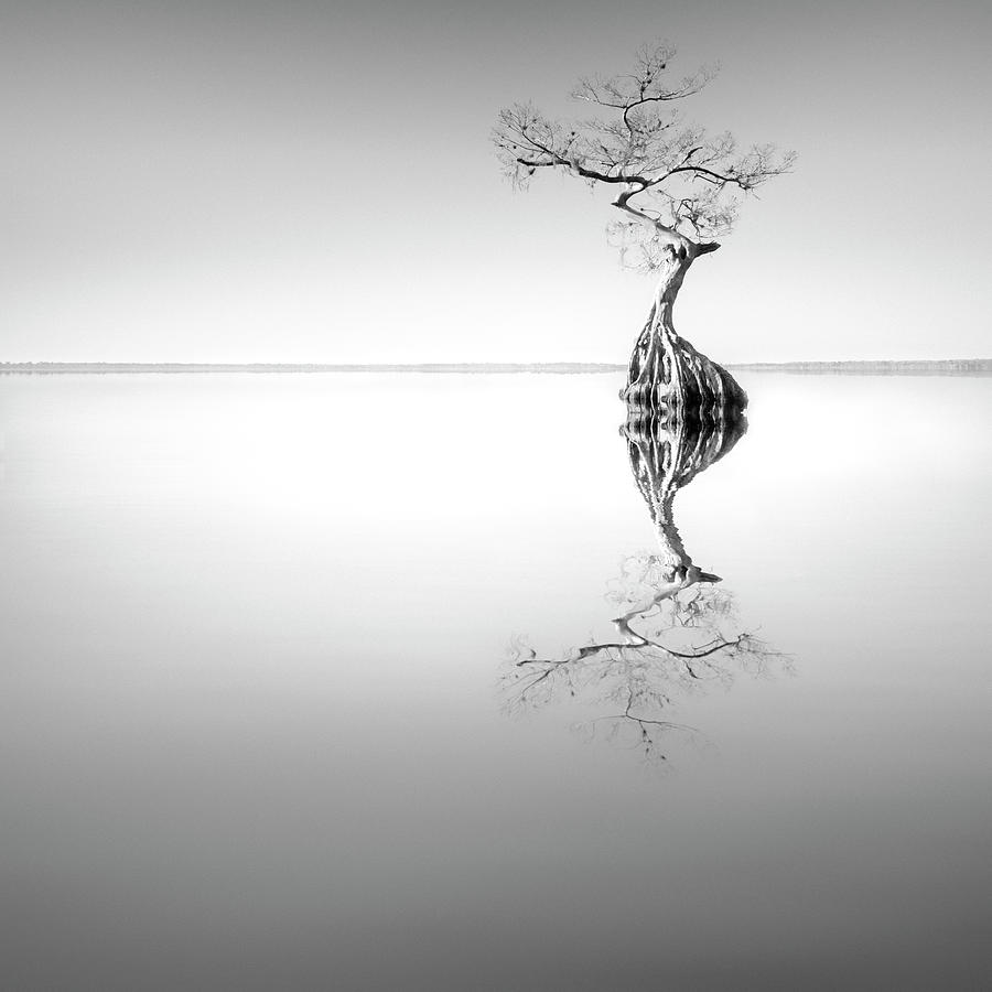 Nature Photograph - Zen Tree by Moises Levy