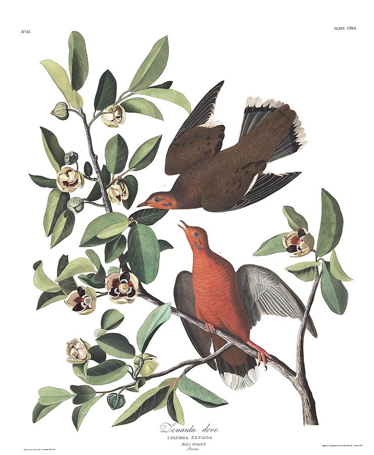 Zenaida Dove by John Audubon Painting by Celestial Images - Fine Art ...