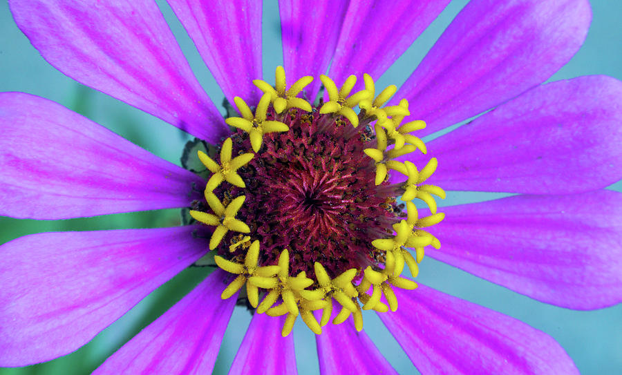 Zinniapatrial Blossom 2 Photograph