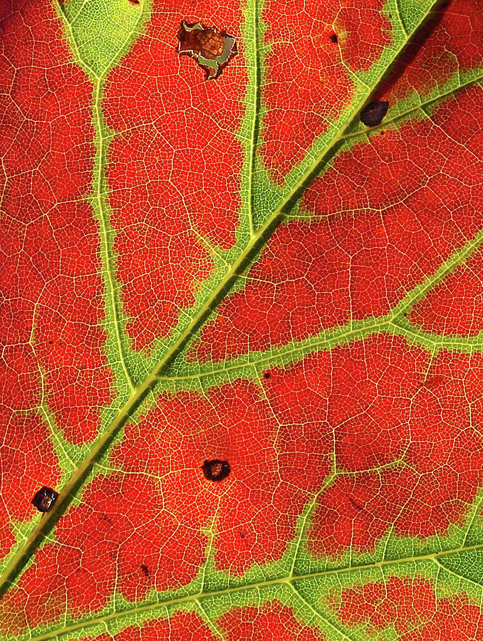 Zeroing In On Maple Leaf Photograph by Kathi Mirto