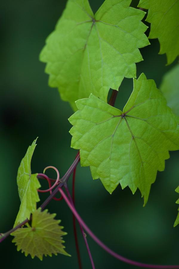 Zigzag Grape Leaves Photograph by Debra Grace Addison