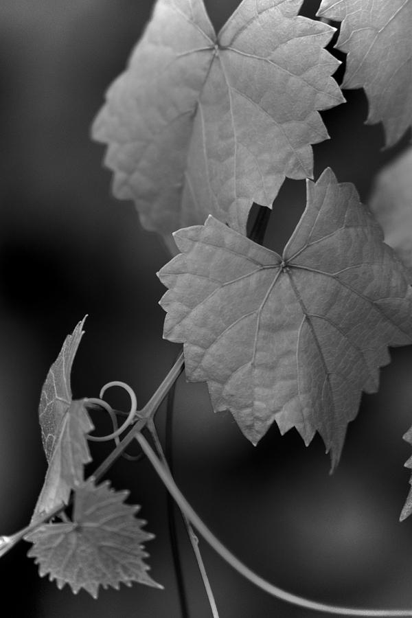 Zigzag Grape Leaves too Photograph by Debra Grace Addison