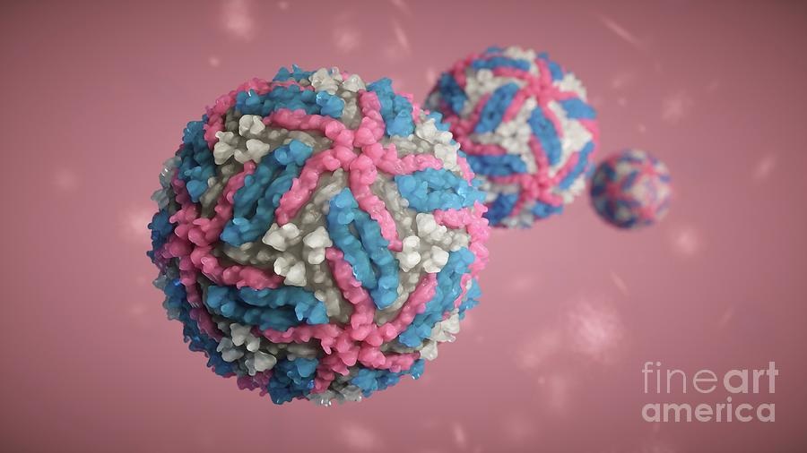 Zika Virus Structure Photograph By Sci Comm Studiosscience Photo