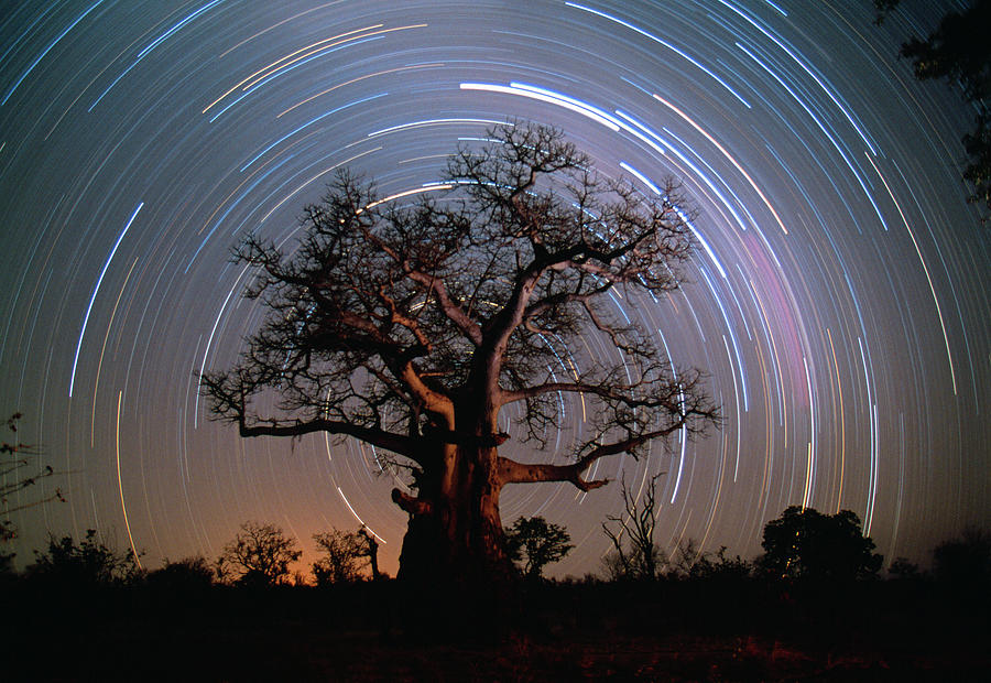 Zimbabwe, Moving Stars Behind Baobab Photograph by Frans Lemmens