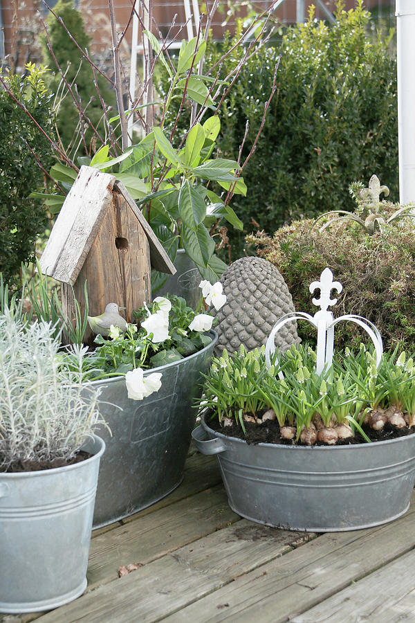 Zinc Container Planted With Spring-flowering Plants Photograph by Hilda Hornbachner