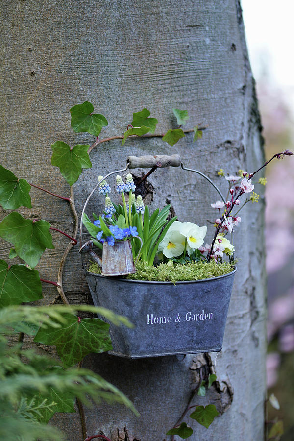Zinc Container With Grape Hyacinths, Pansies, And A Branch Of Cherry Plum Blossoms Hung On A Tree Trunk Photograph by Angelica Linnhoff