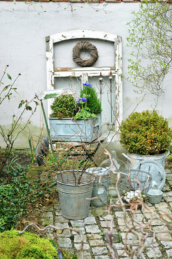 Zinc Containers Planted With Box And Anemones, Old Window Frame And Folding Chair Photograph by Christin By Hof 9