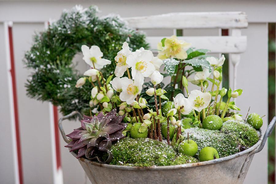 Zinc Tub Planted With Hellebores, Succulents And Moss Photograph by Bildhbsch