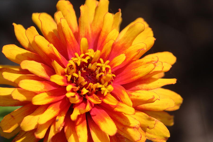 Zinnia Photograph - Zinnia by Callen Harty Zinnia Photograph - Zinnia by Callen Harty