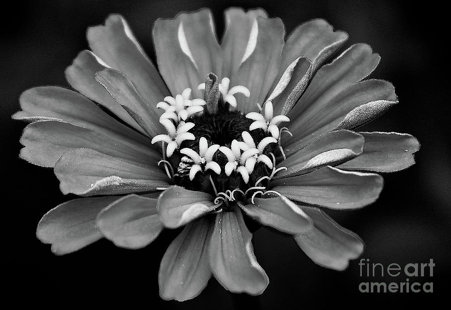 Zinnia in Black and White Photograph by Jeanne OConnor