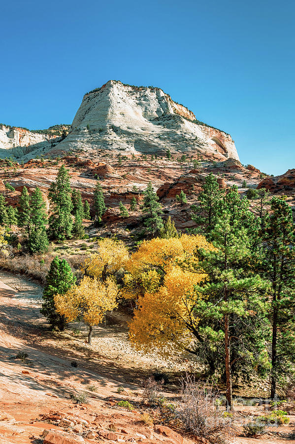 Zion Autumn White Peak and Yellow Leaves Photograph by Aloha Art