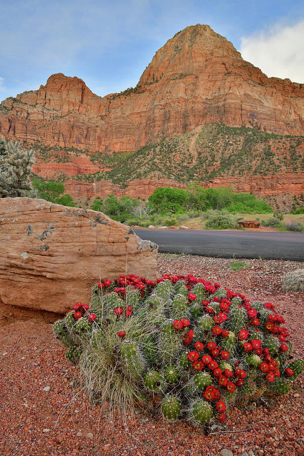 Zion Canyon Cacti in Full Bloom Photograph by Ray Mathis