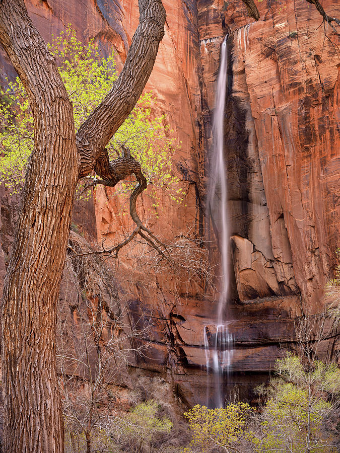 Zion Canyon Photograph by Leland D Howard