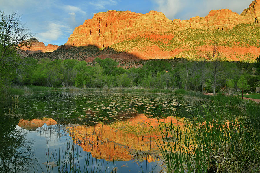 Zion Canyon Pond Reflection Photograph by Ray Mathis