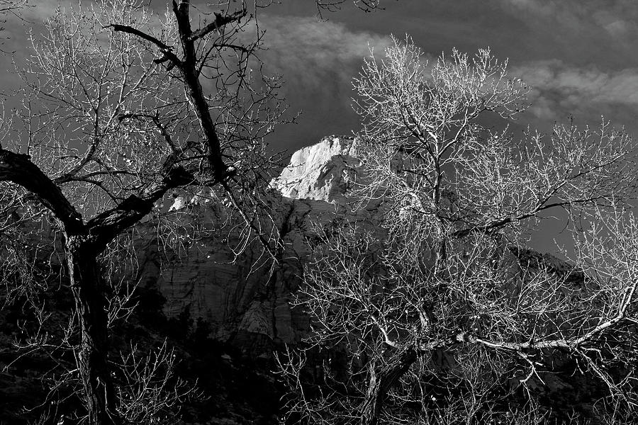 Angels Landing The Grotto Cottonwoods Photograph by Ed Riche