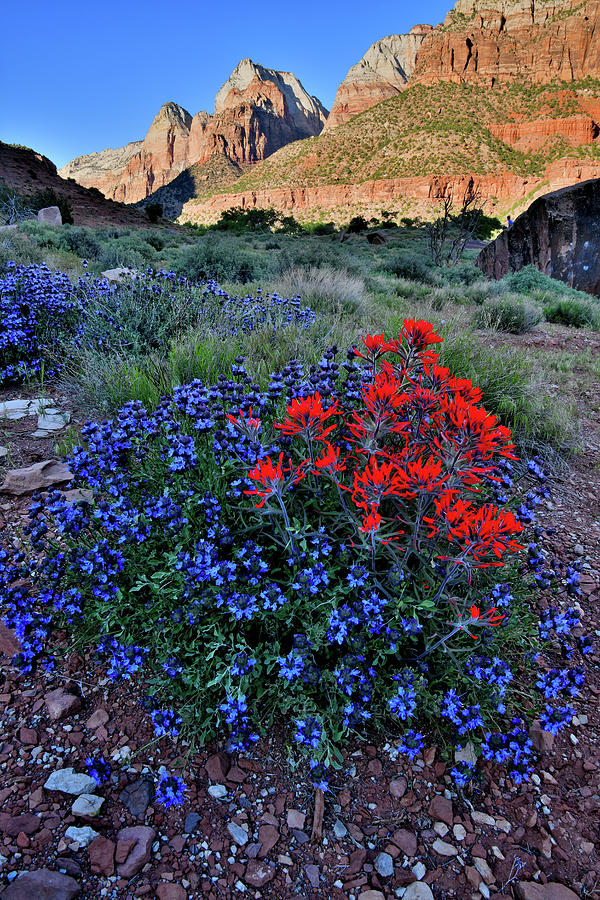 Zion Canyon Wildflowers Photograph by Ray Mathis