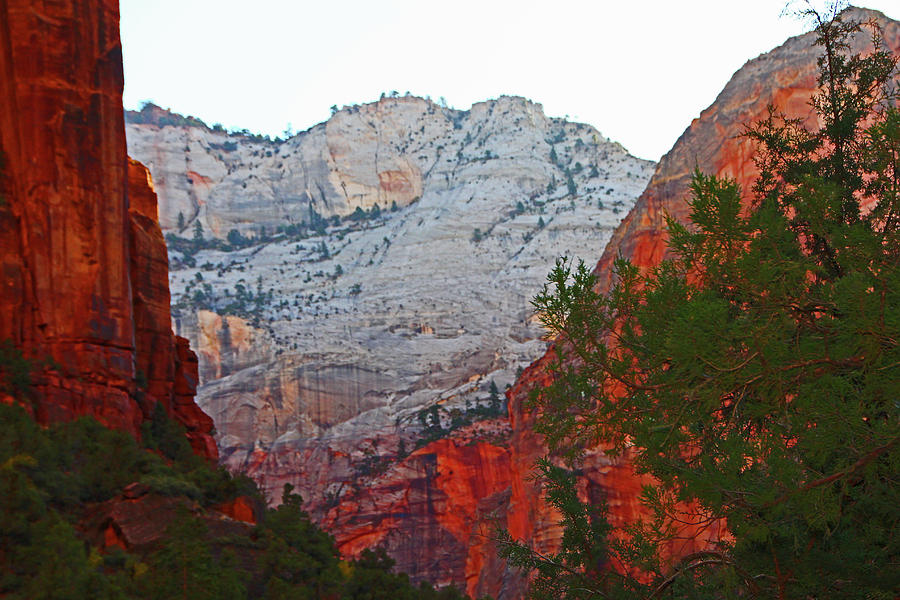 Zion Mountain pass, red rocks trees  Photograph by David Frederick