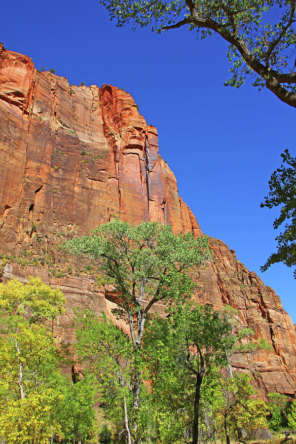 Zion mountain r9idge red rocks trees of green blue sky too 6421 Photograph by David Frederick