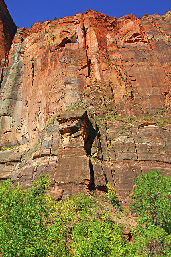 Zion mountain wall trees red rocks 6423 Photograph by David Frederick