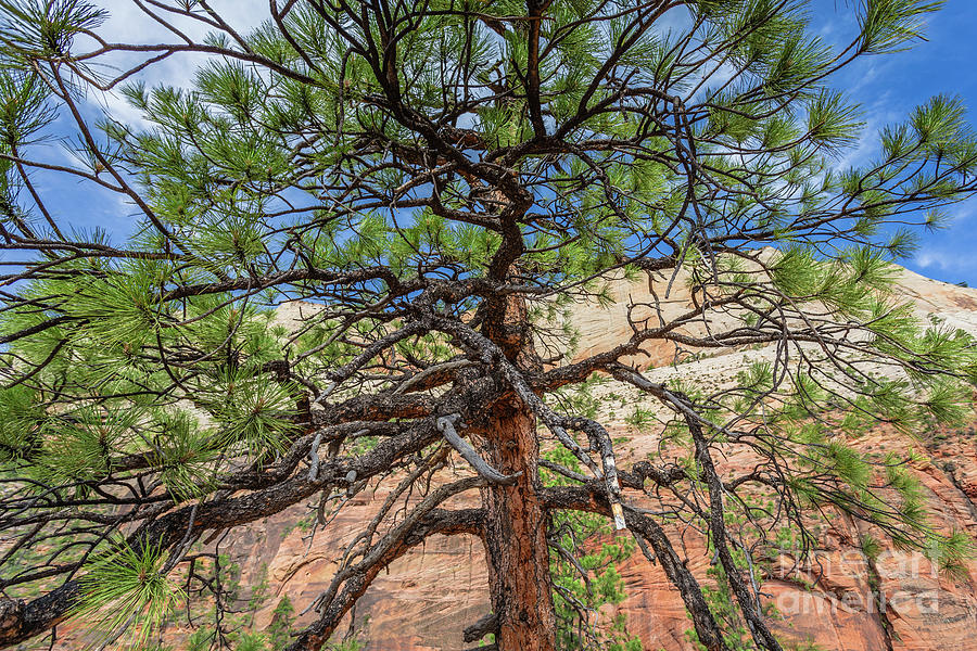 Zion National Park Bristlecone Pine Photograph by Edward Fielding
