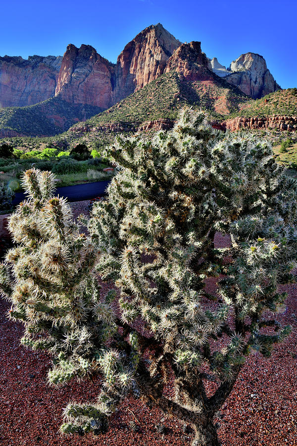 Zion National Park Cacti in Evening Sun Photograph by Ray Mathis