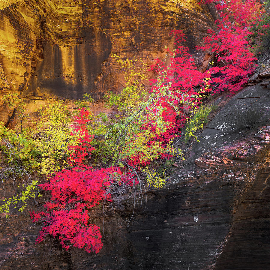 Zion National Park Fall Foilage  Photograph by Donnie Whitaker