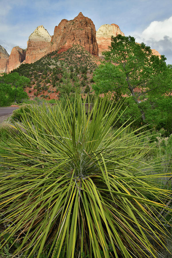 Zion National Park Yucca Photograph by Ray Mathis