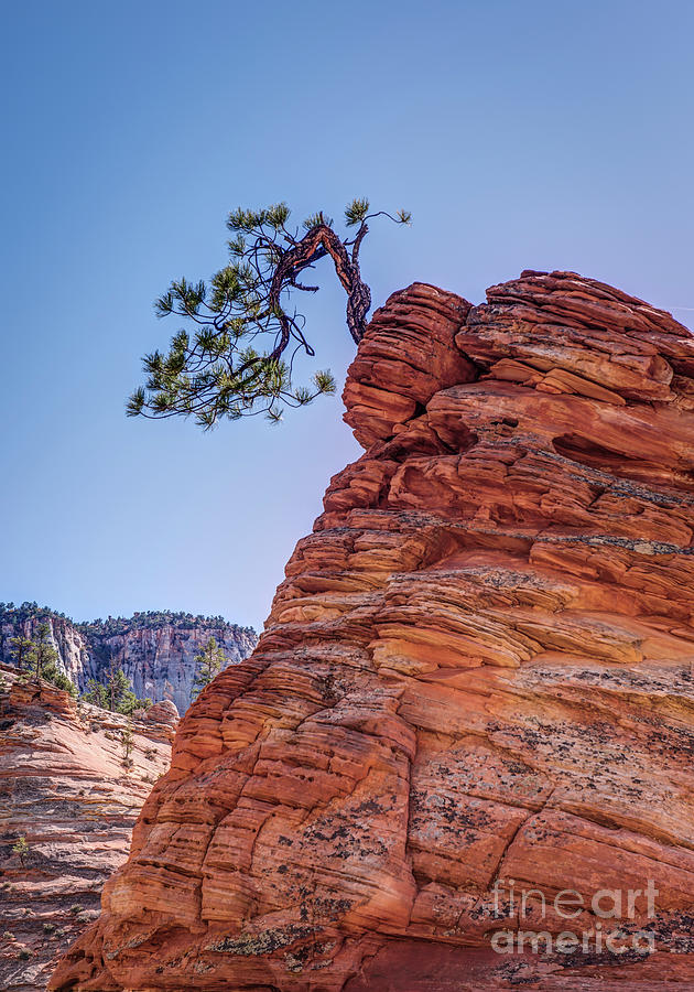 Zion Tree of Harmony by Charles Dobbs Zion Tree of Harmony by Charles Dobbs