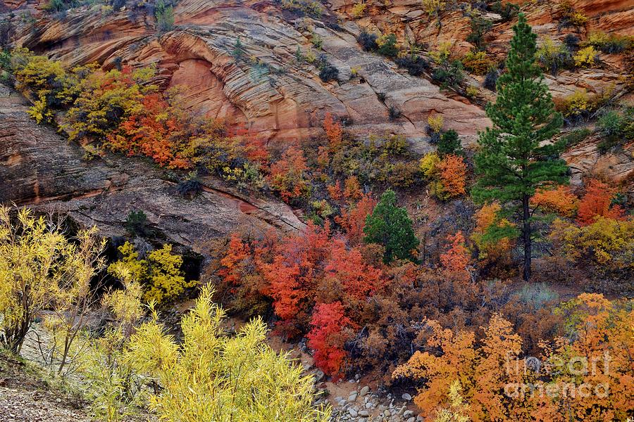 Zion Vibrancy Photograph by Janet Marie