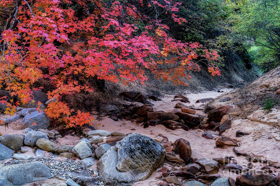 Zions Autumn Photograph by Roxie Crouch