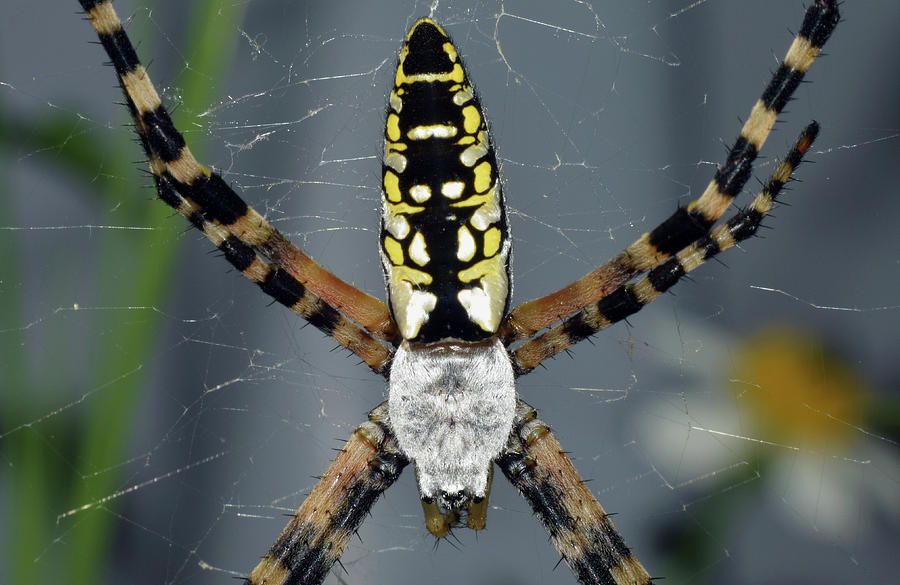 Zipper Spider Photograph by Larah McElroy