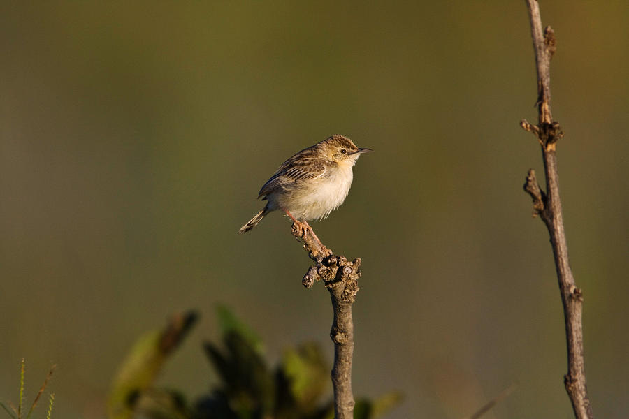 Zitting Cisticola Photograph By David Hosking - Fine Art America