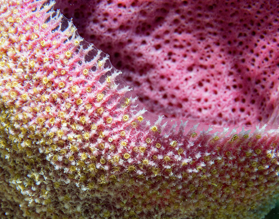 Zoanthid Close up Photograph by Jean Noren