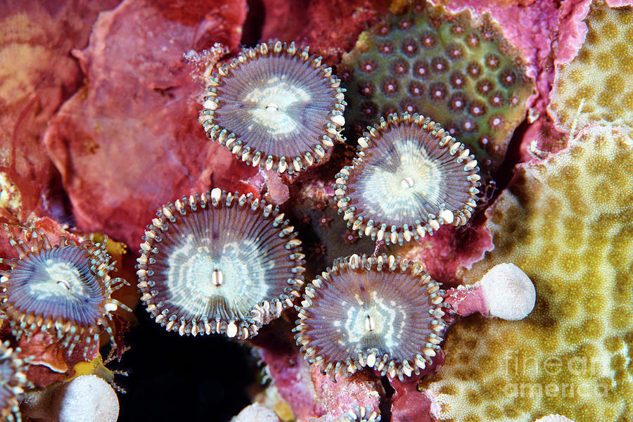 Zoanthid Corals Photograph by Science Photo Library Zoanthid Corals Photograph by Science Photo Library