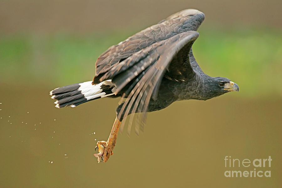 Zone-tailed Hawk by Science Photo Library