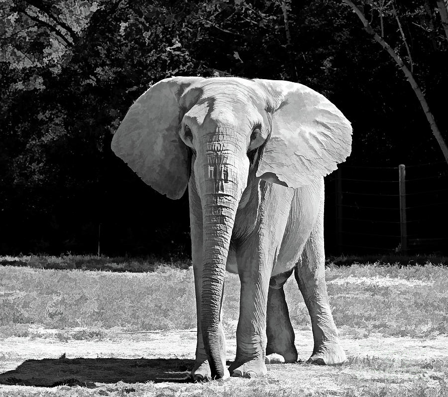 Zoo Art - Elephant Photograph by Kerri Farley